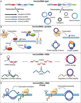 Role of long non-coding RNAs in rice reproductive development